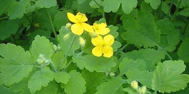 A körömgomba kezelése a lábakon Celandine