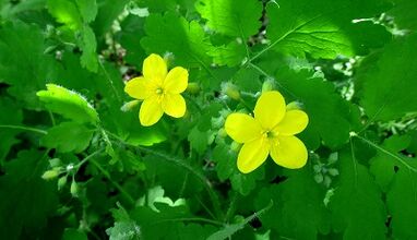 Celandine a gomba kezelésére a körmökön