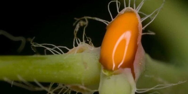 celandinlé a körömgomba kezelésére